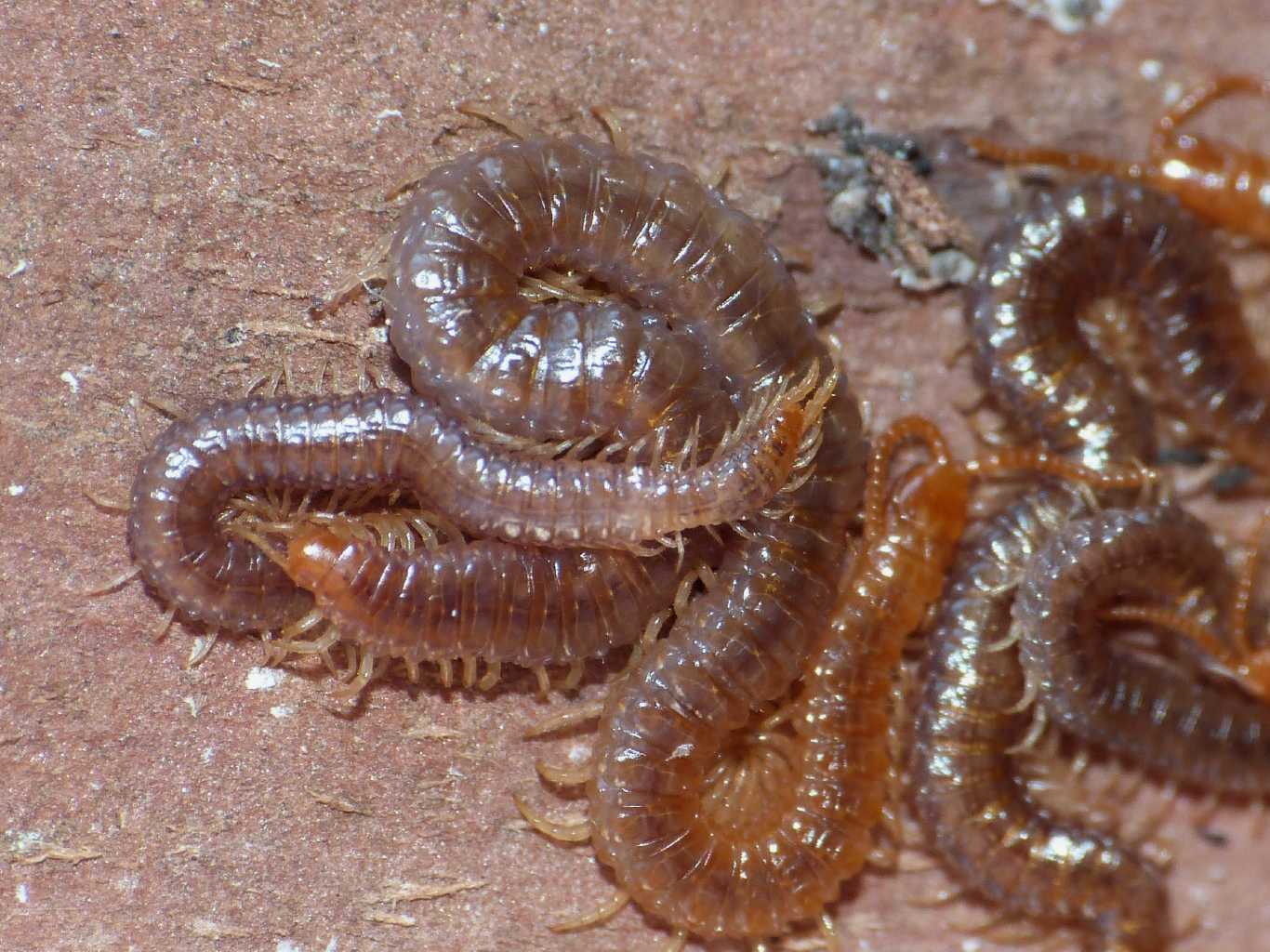 Doppia coppia di Geophilomorpha:  Geophilus carpophagus